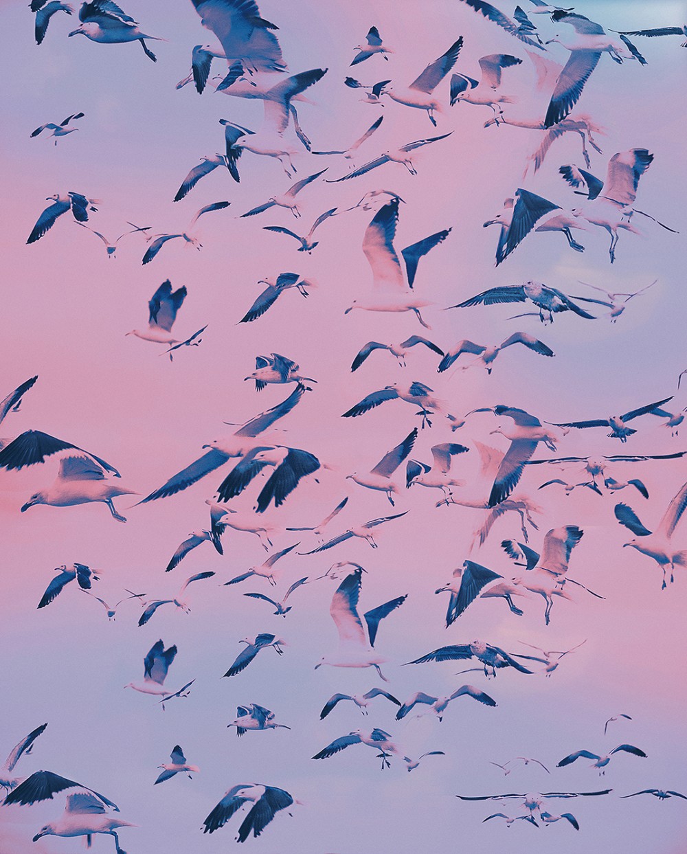 Personal Work Gaviotas image